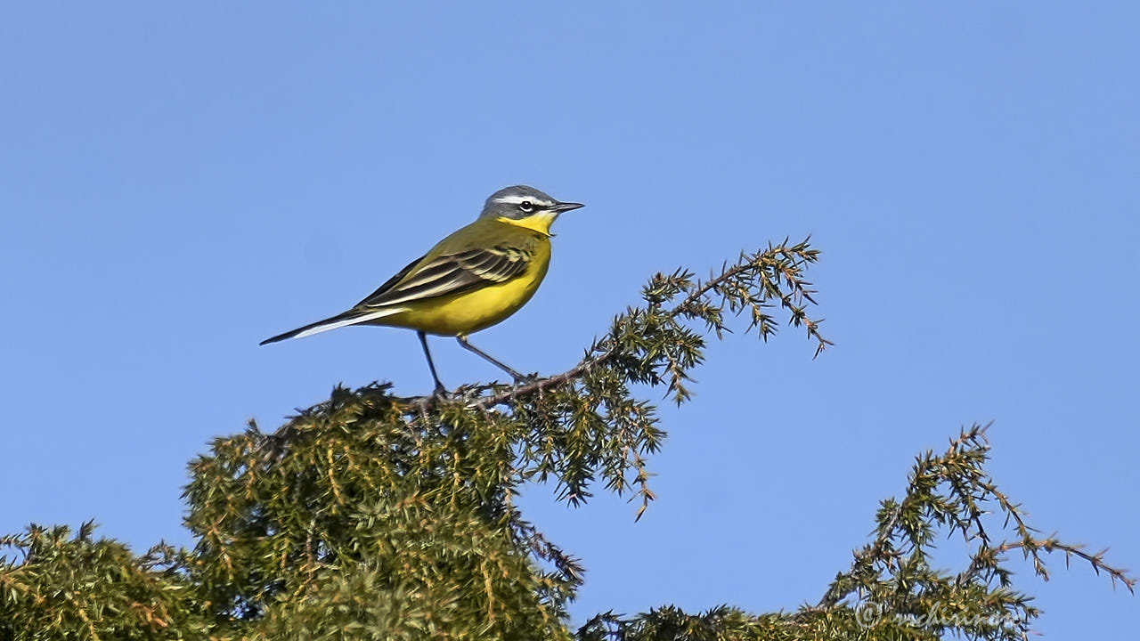 Western yellow wagtail