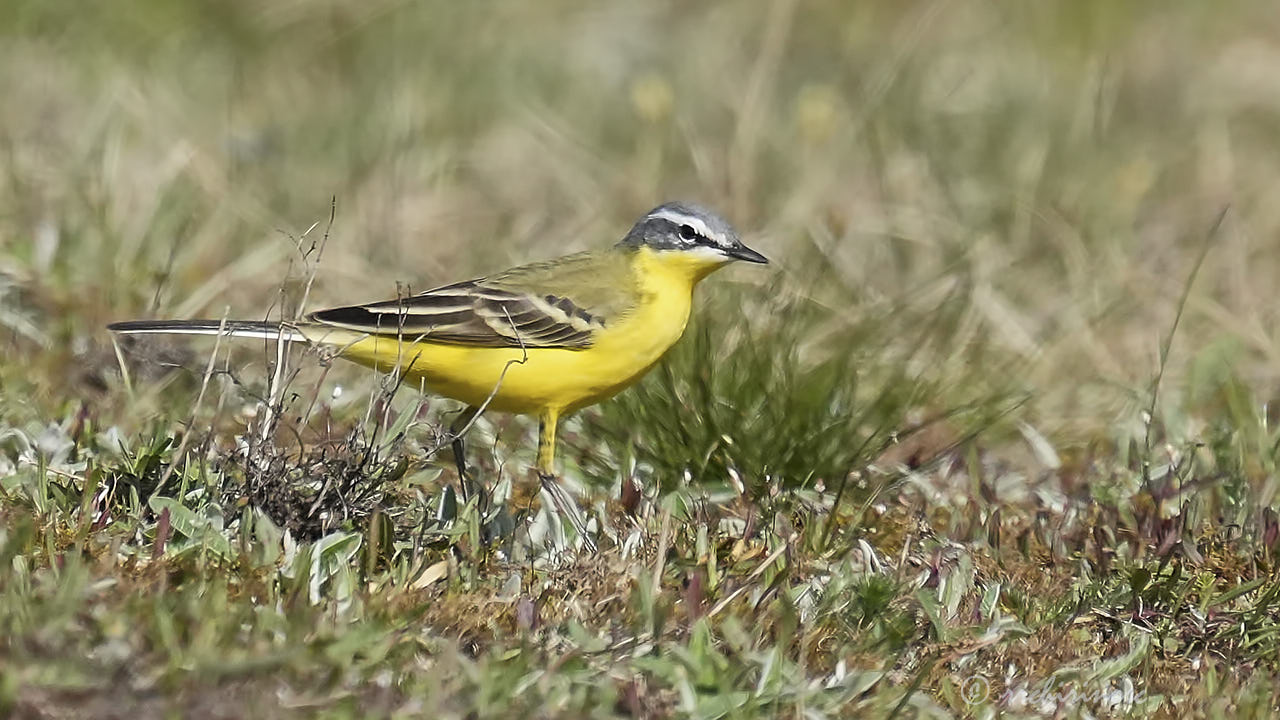 Western yellow wagtail