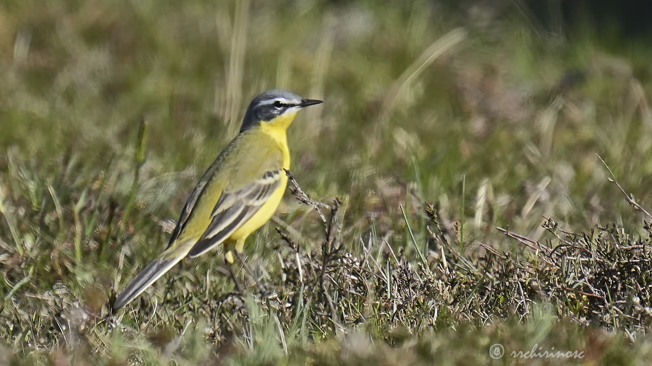 Western yellow wagtail