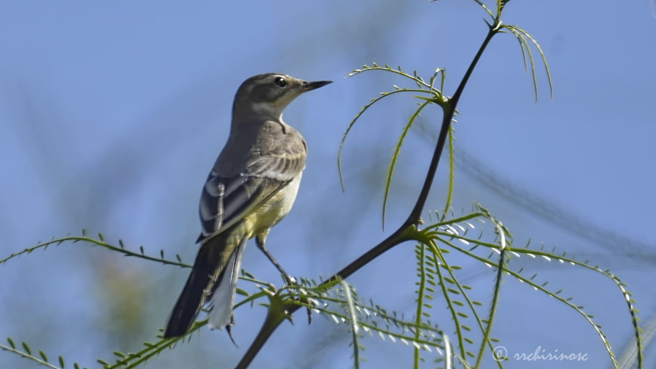 Western yellow wagtail