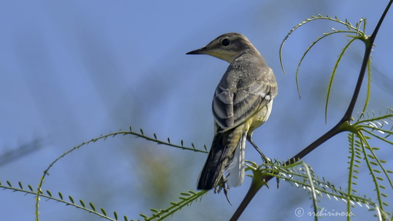 Western yellow wagtail