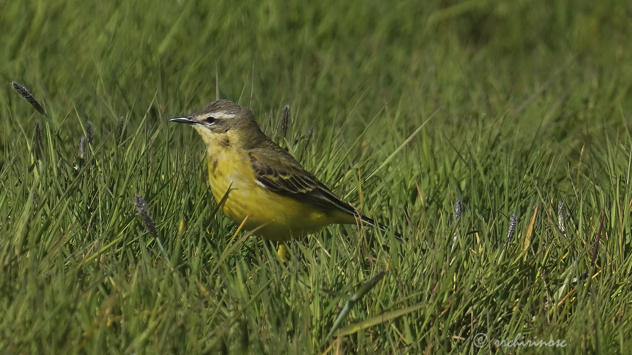 Western yellow wagtail