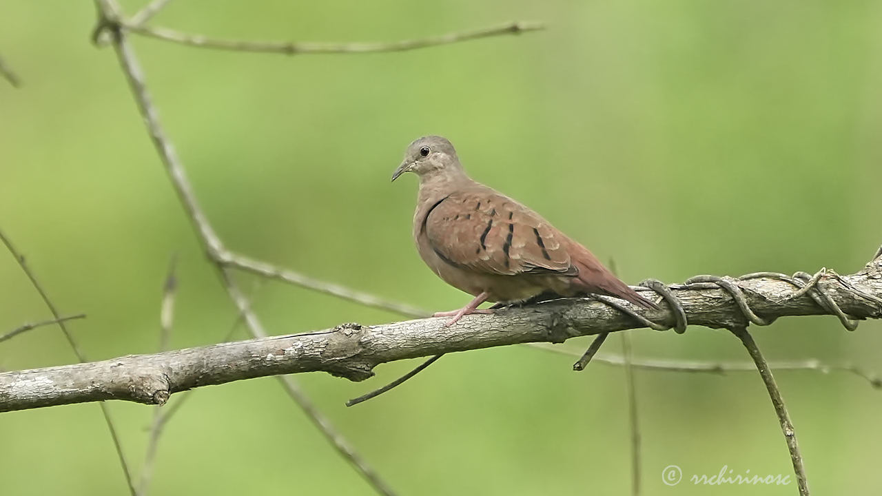 Ruddy ground dove