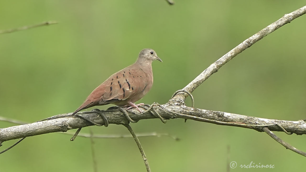 Ruddy ground dove