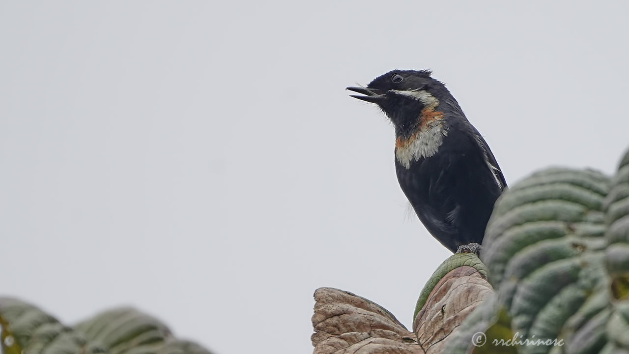 Moustached flowerpiercer