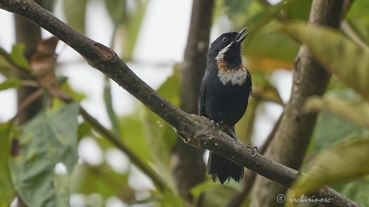 Moustached flowerpiercer