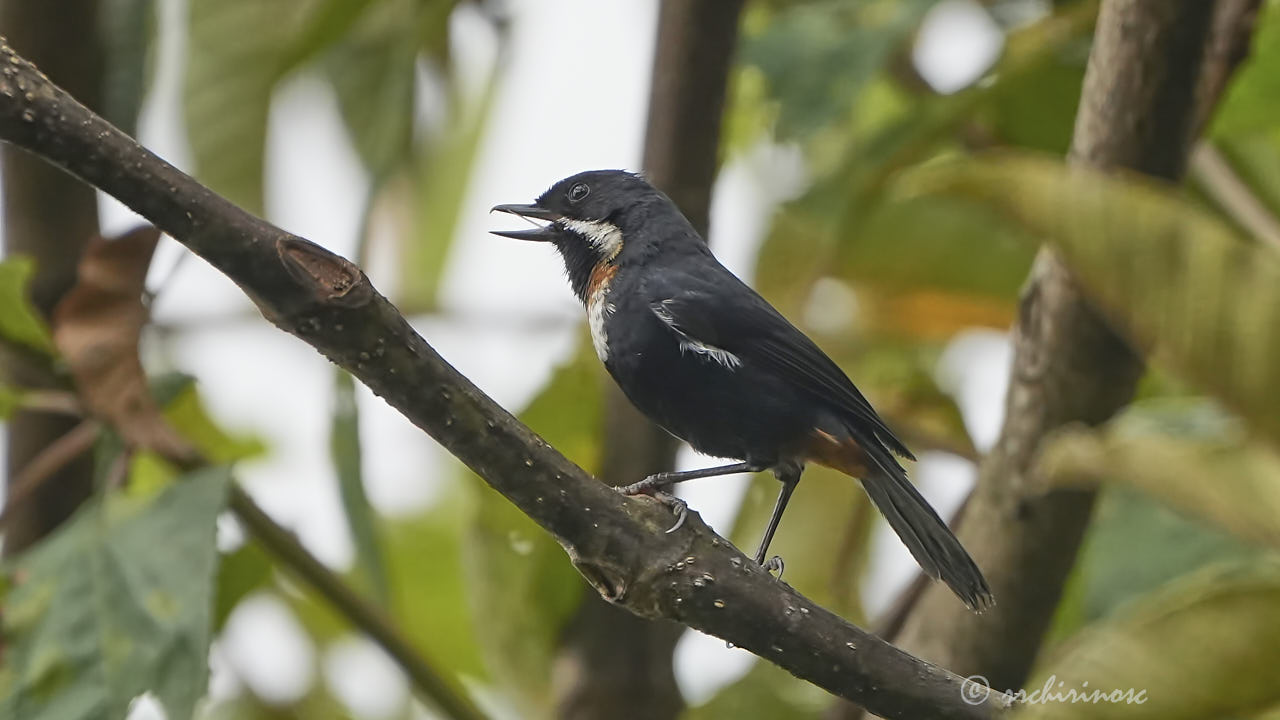 Moustached flowerpiercer