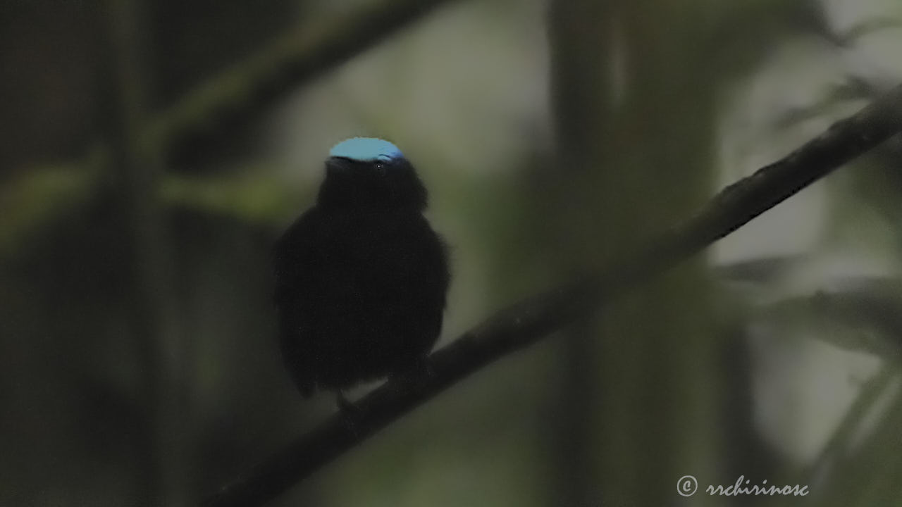 Cerulean-capped manakin