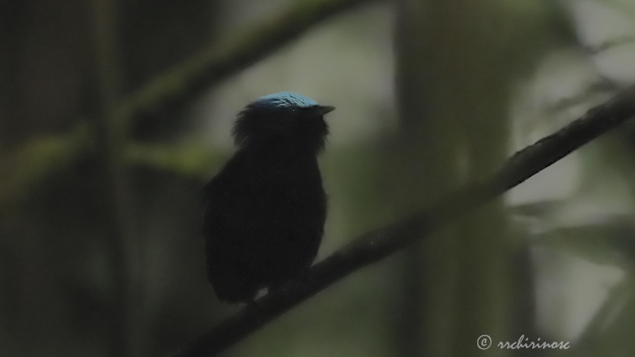 Cerulean-capped manakin