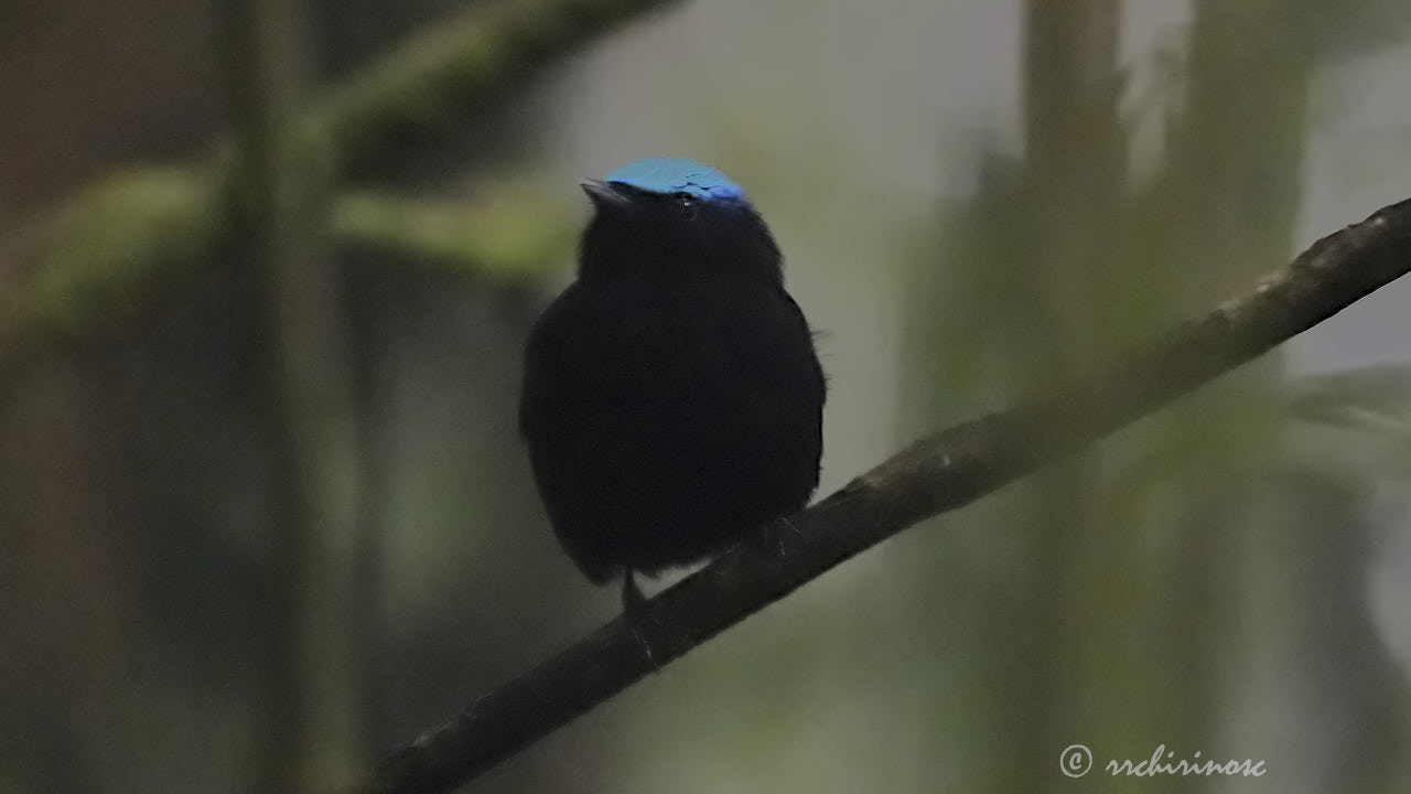 Cerulean-capped manakin