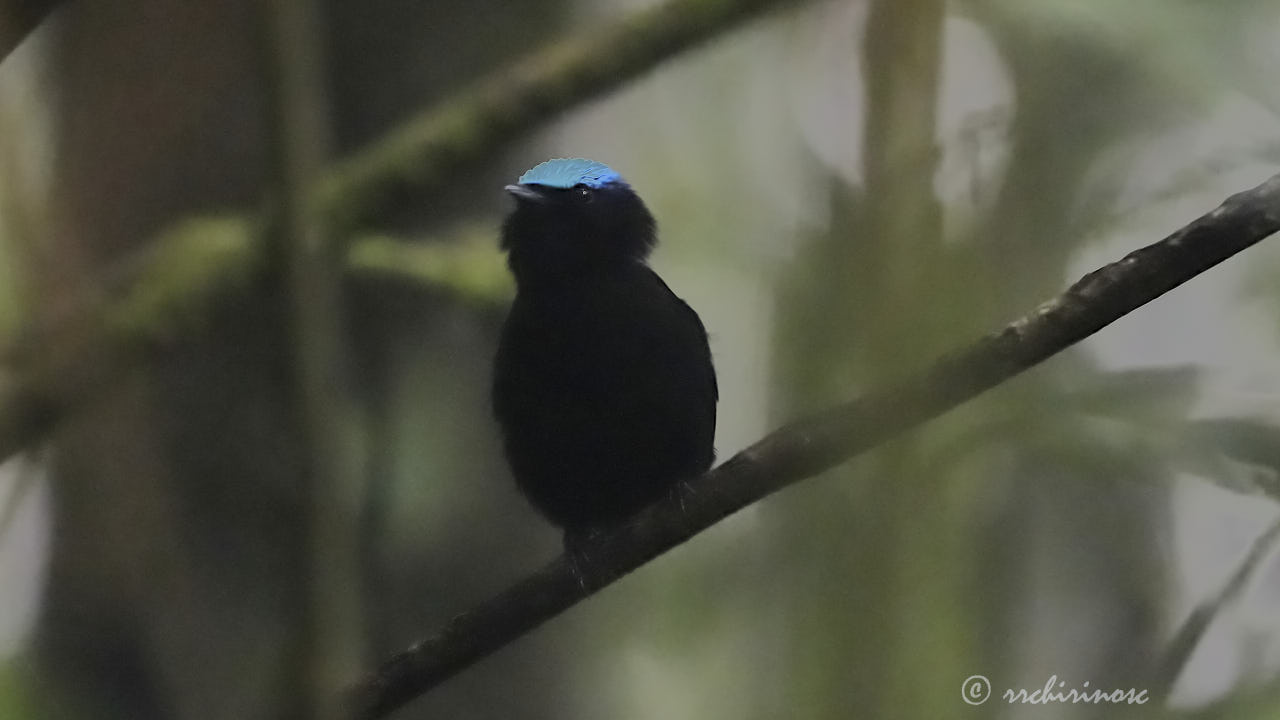 Cerulean-capped manakin