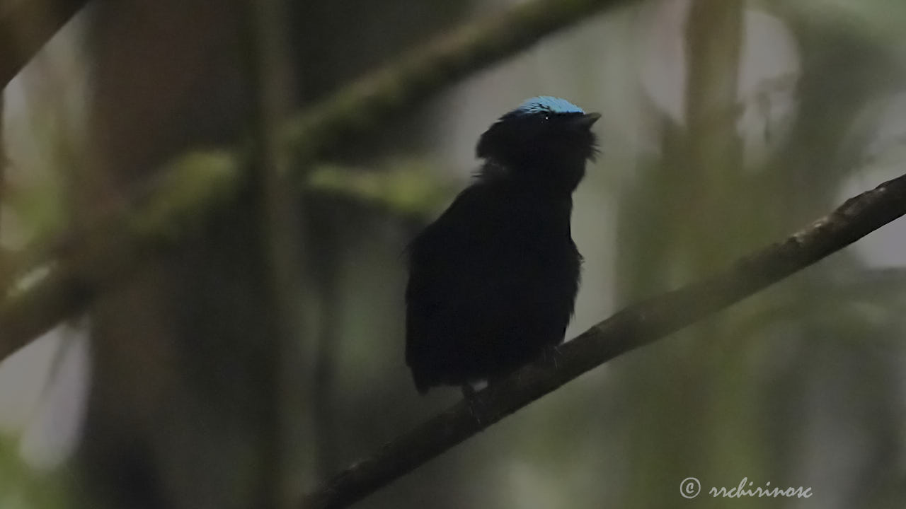 Cerulean-capped manakin