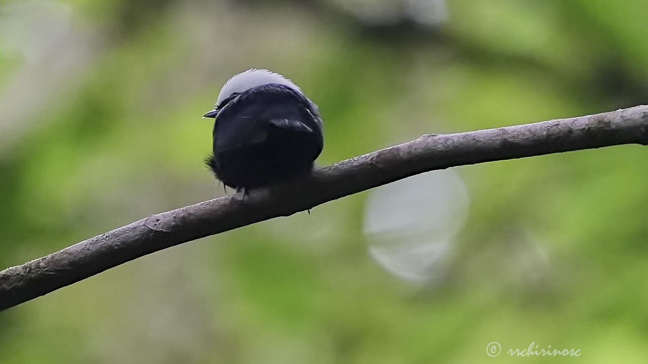 White-crowned manakin