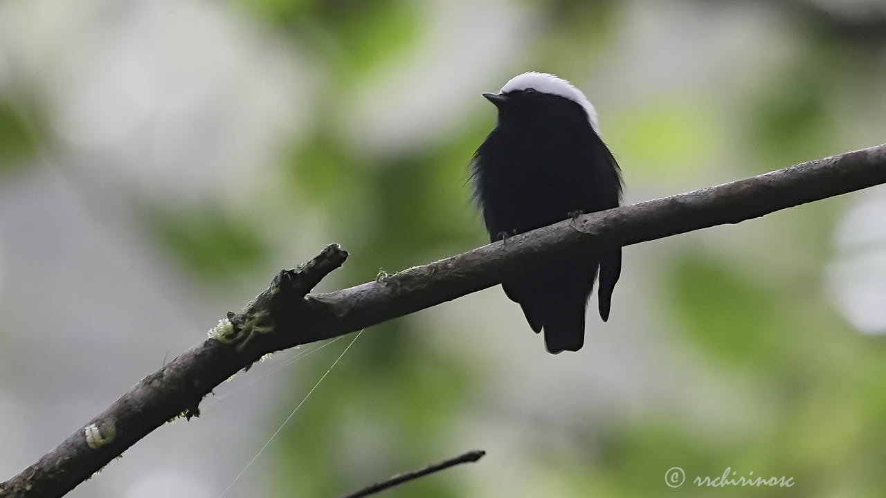 White-crowned manakin