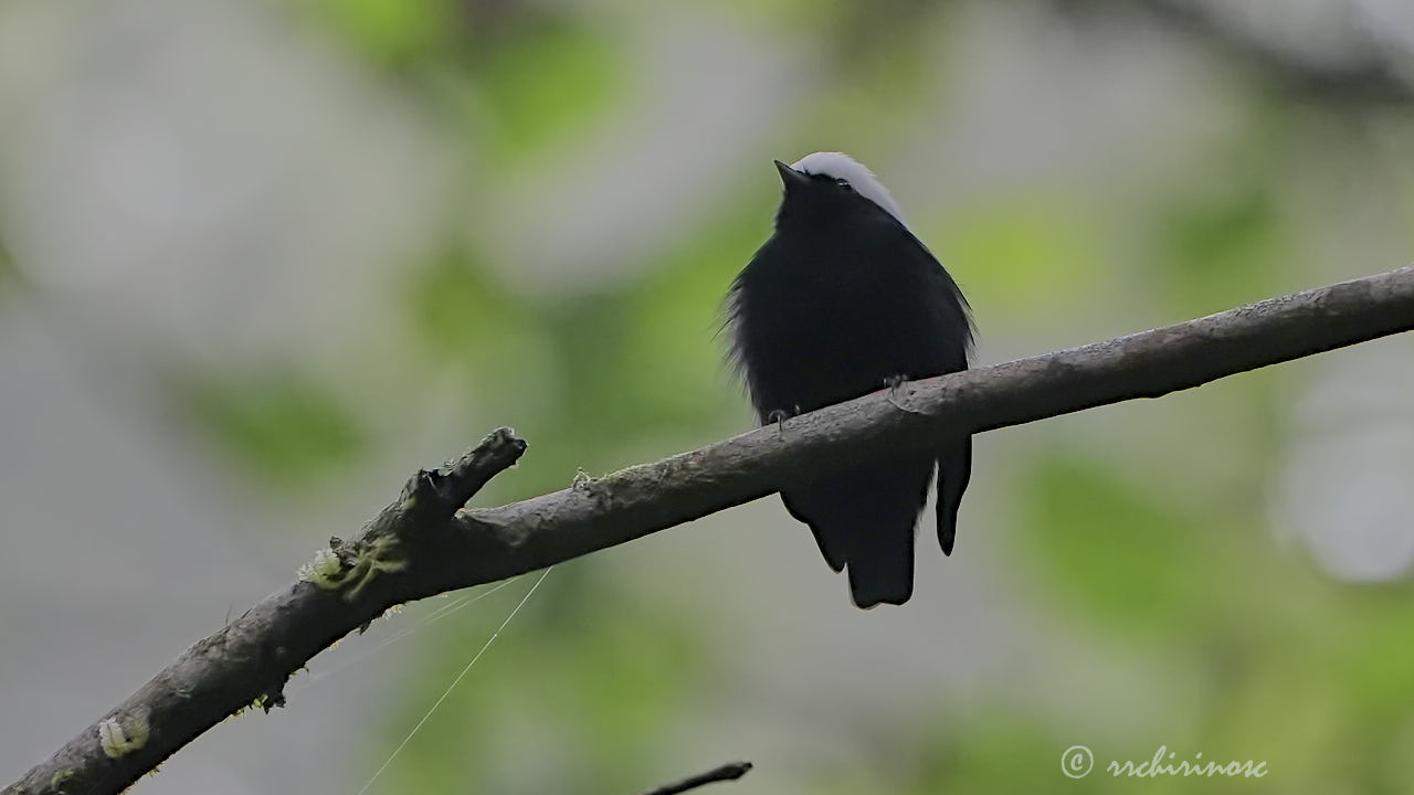 White-crowned manakin