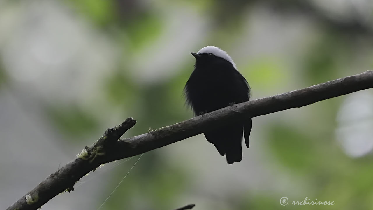 White-crowned manakin