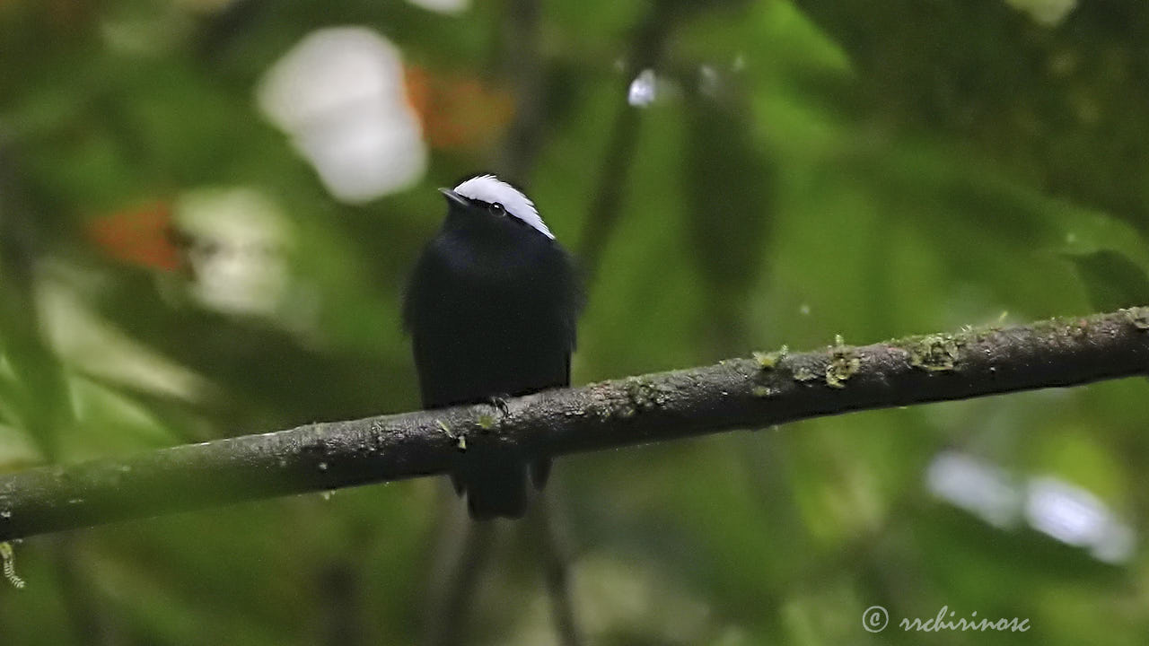 White-crowned manakin