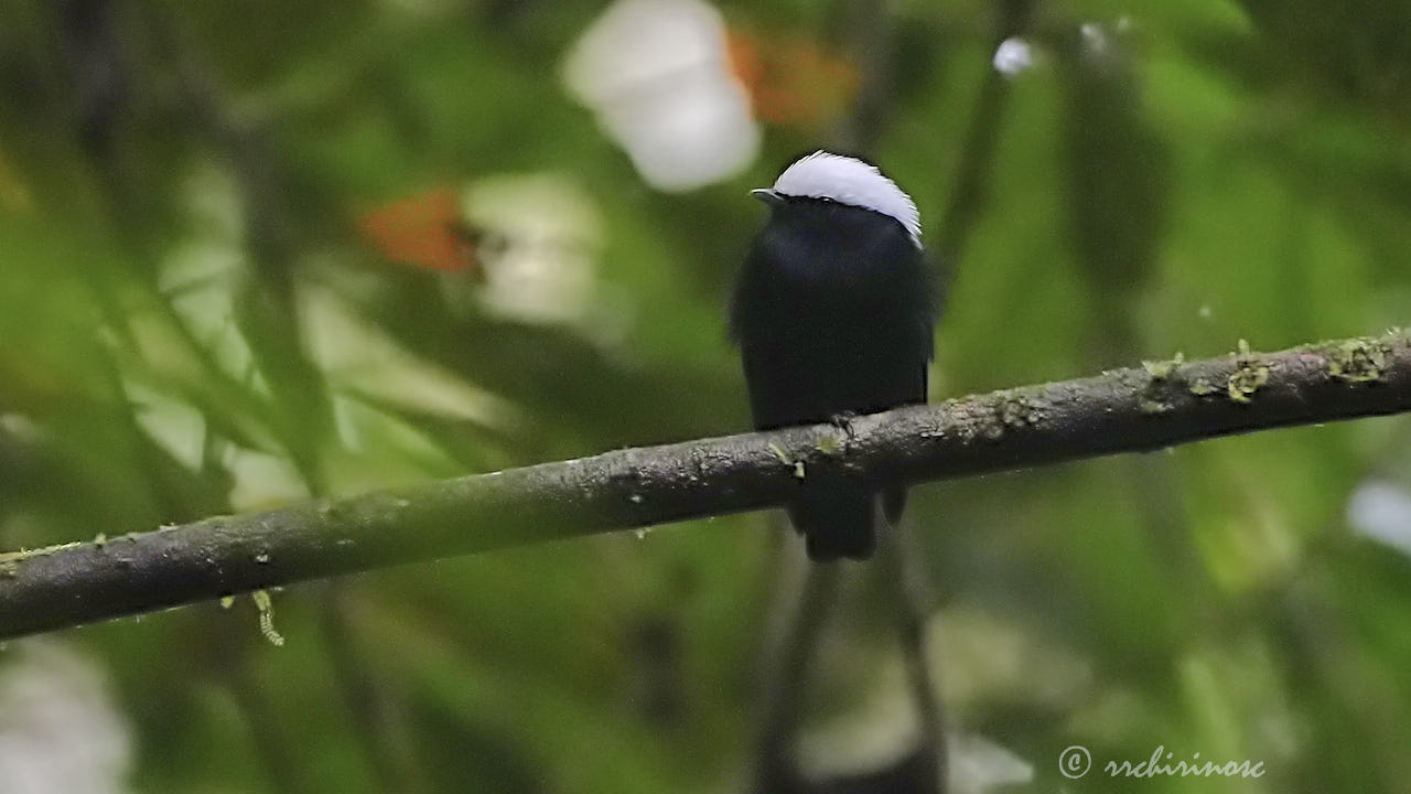 White-crowned manakin