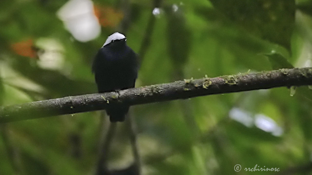 White-crowned manakin