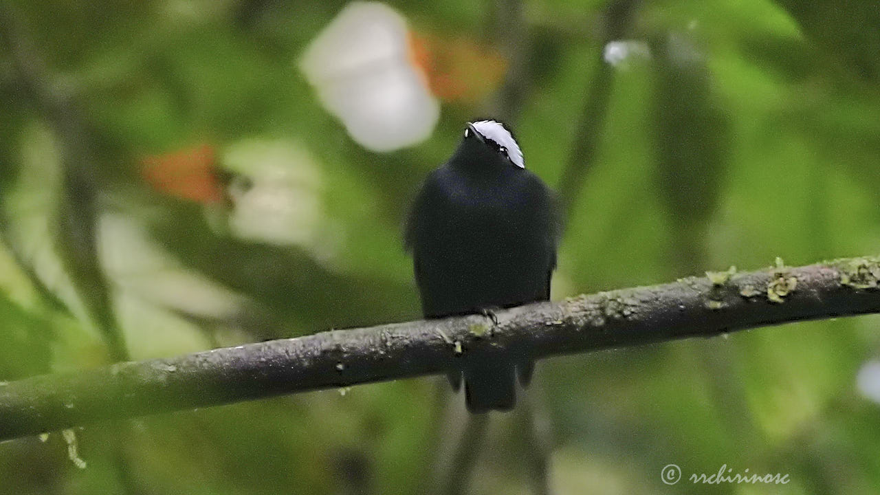 White-crowned manakin