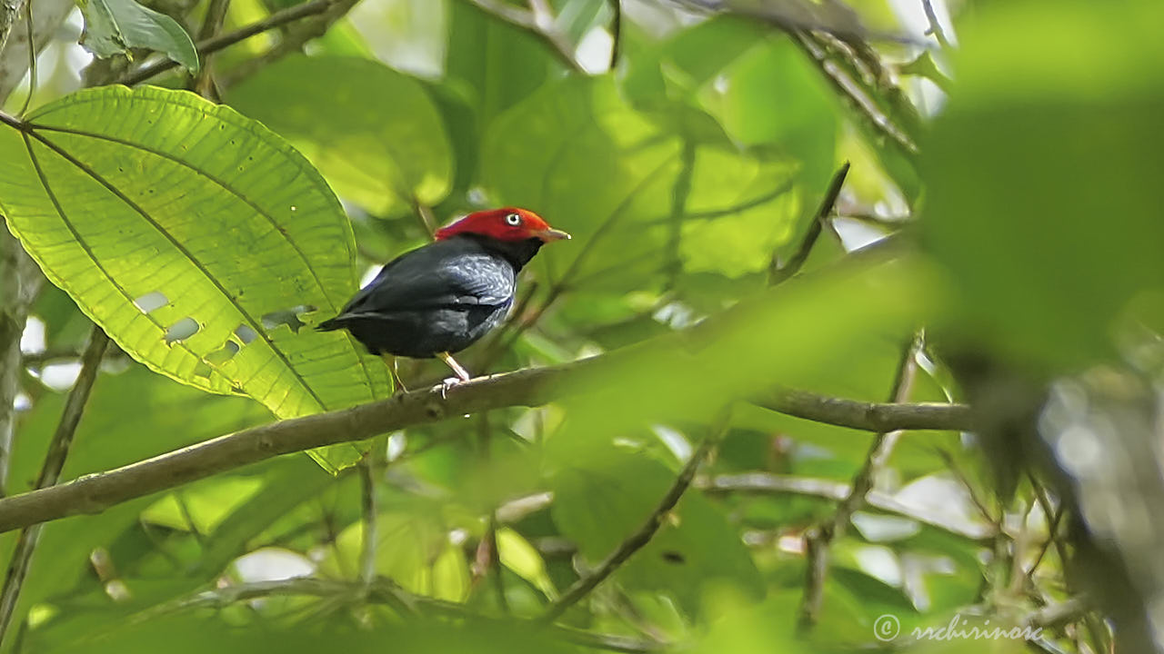 Round-tailed manakin