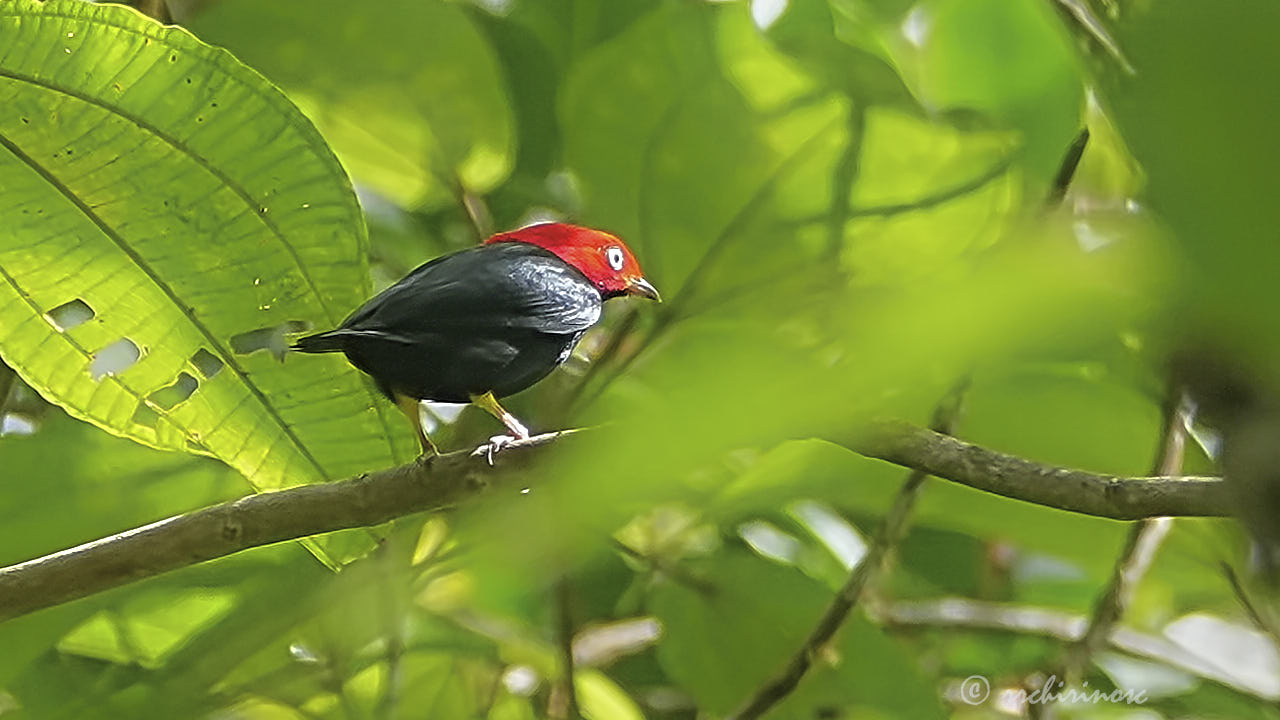 Round-tailed manakin