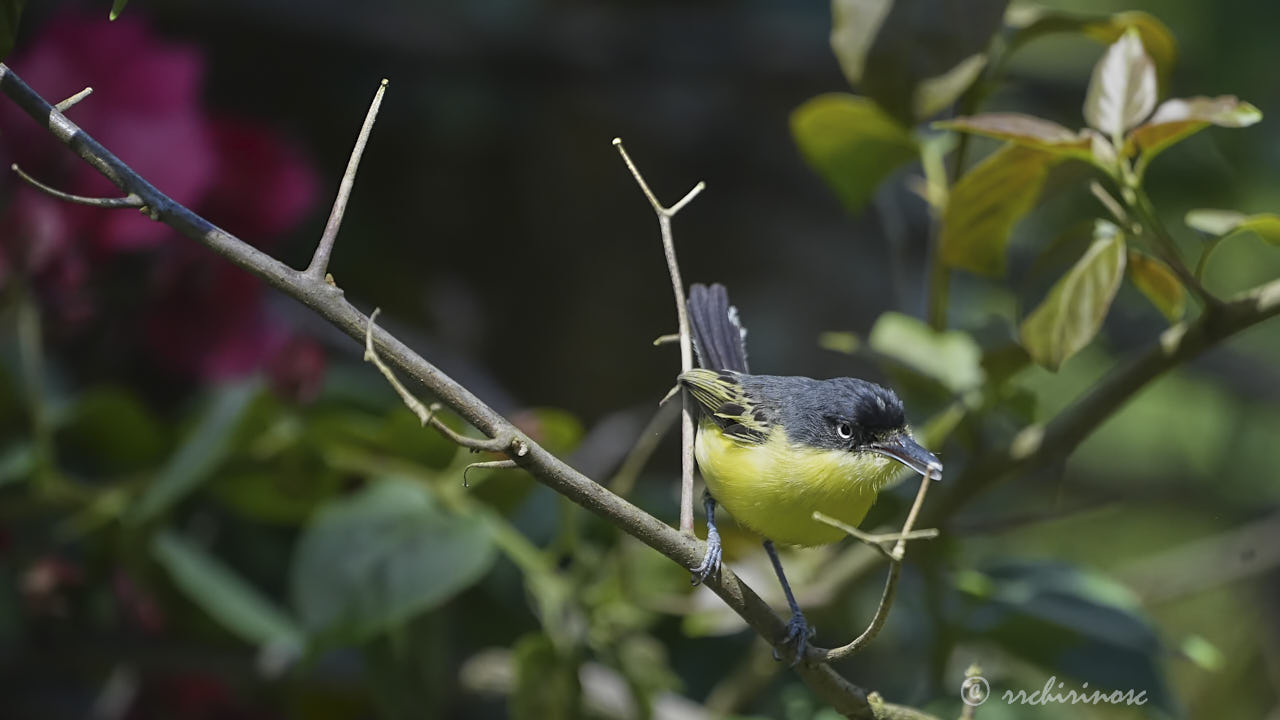 Common tody-flycatcher