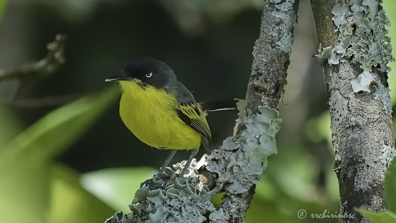 Common tody-flycatcher