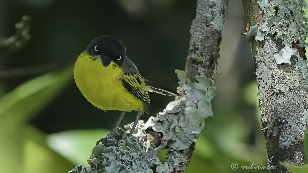 Common tody-flycatcher