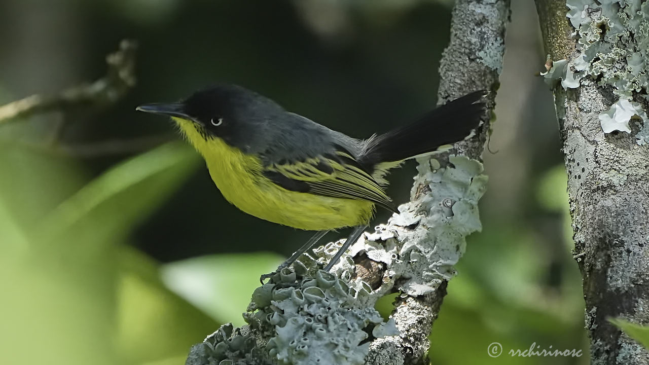 Common tody-flycatcher