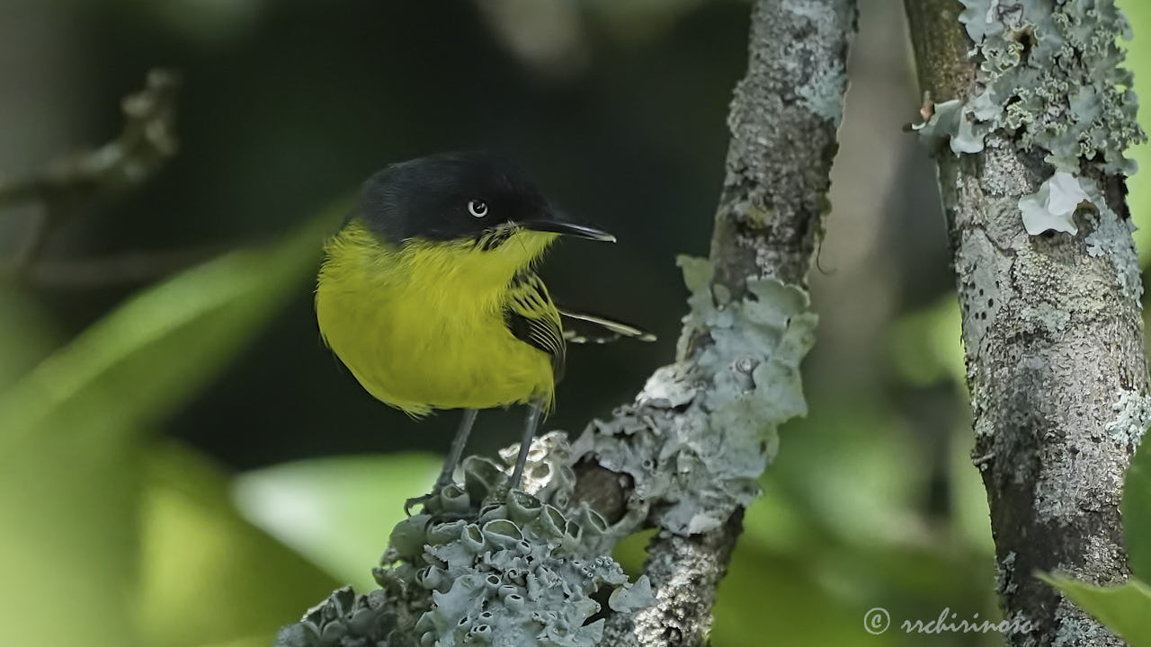 Common tody-flycatcher