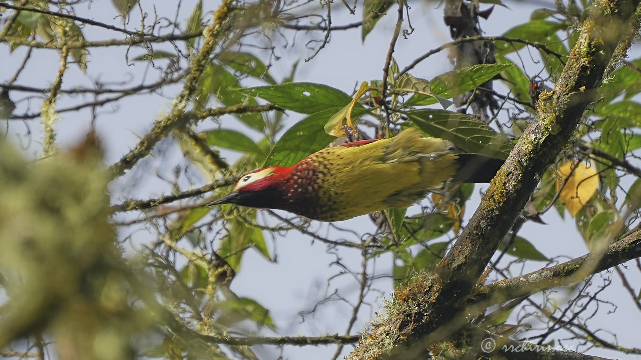 Crimson-mantled woodpecker