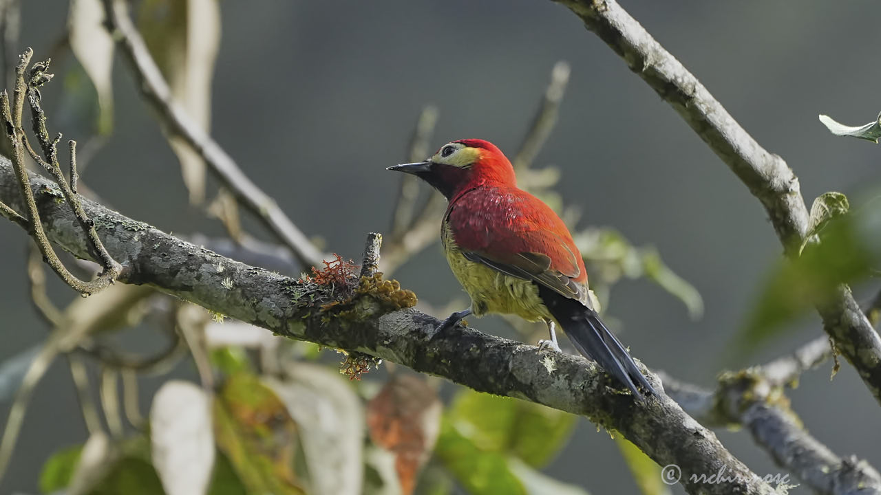 Crimson-mantled woodpecker