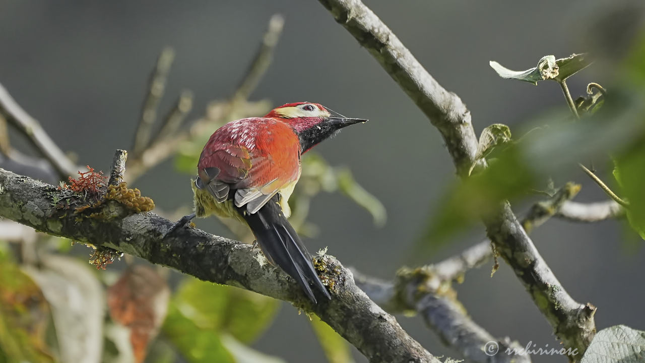 Crimson-mantled woodpecker