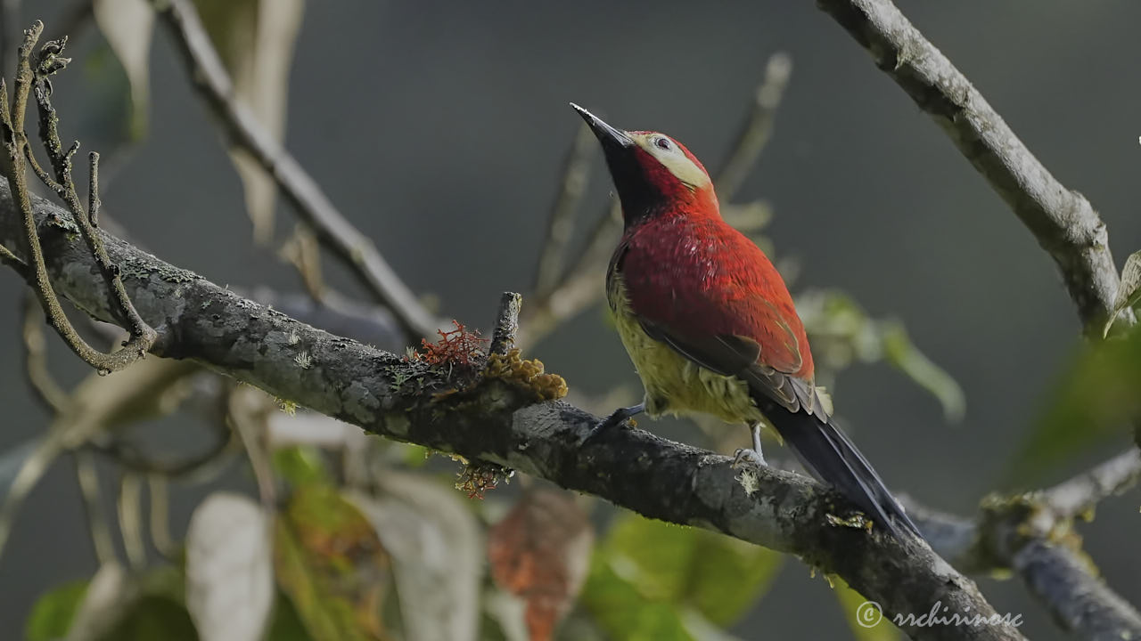 Crimson-mantled woodpecker