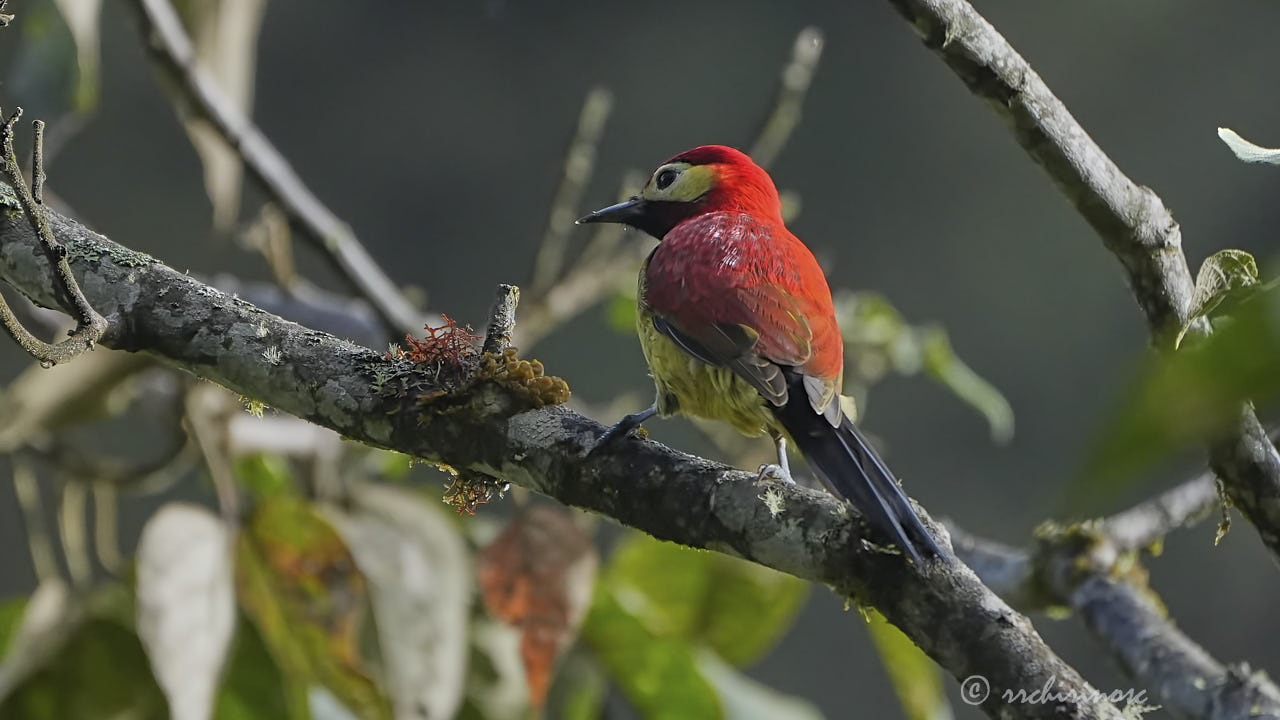 Crimson-mantled woodpecker