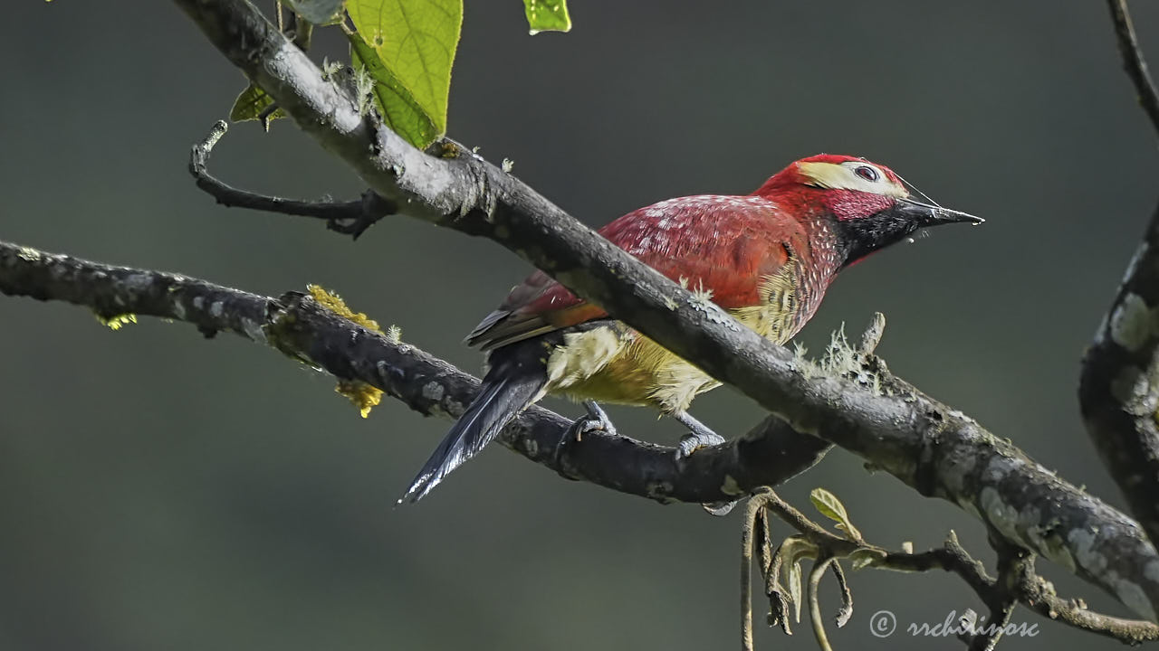 Crimson-mantled woodpecker