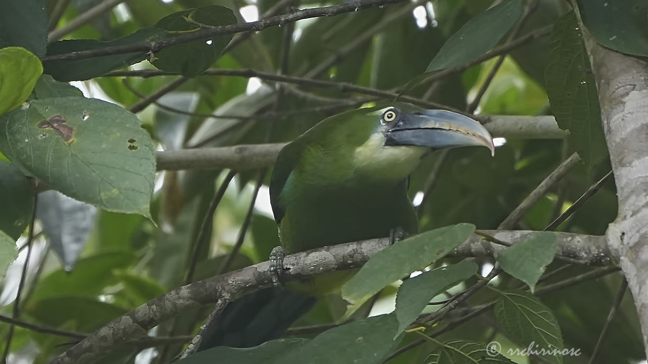 Blue-banded toucanet