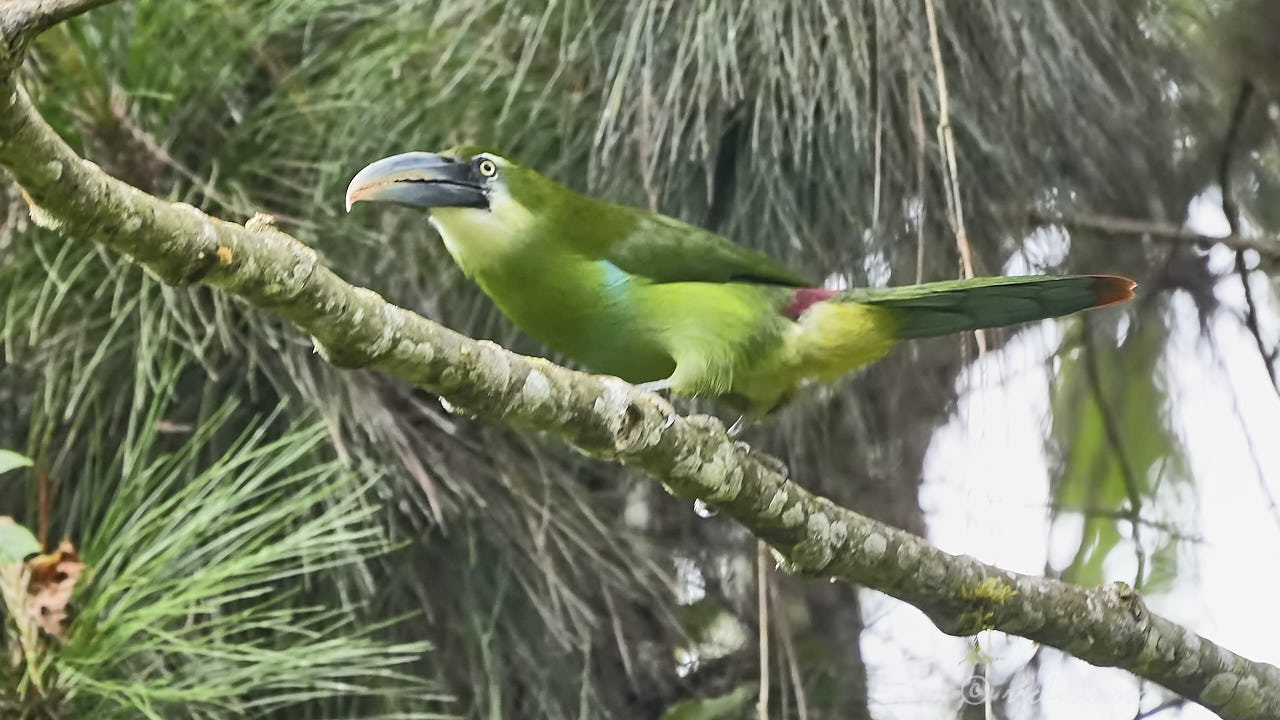 Blue-banded toucanet