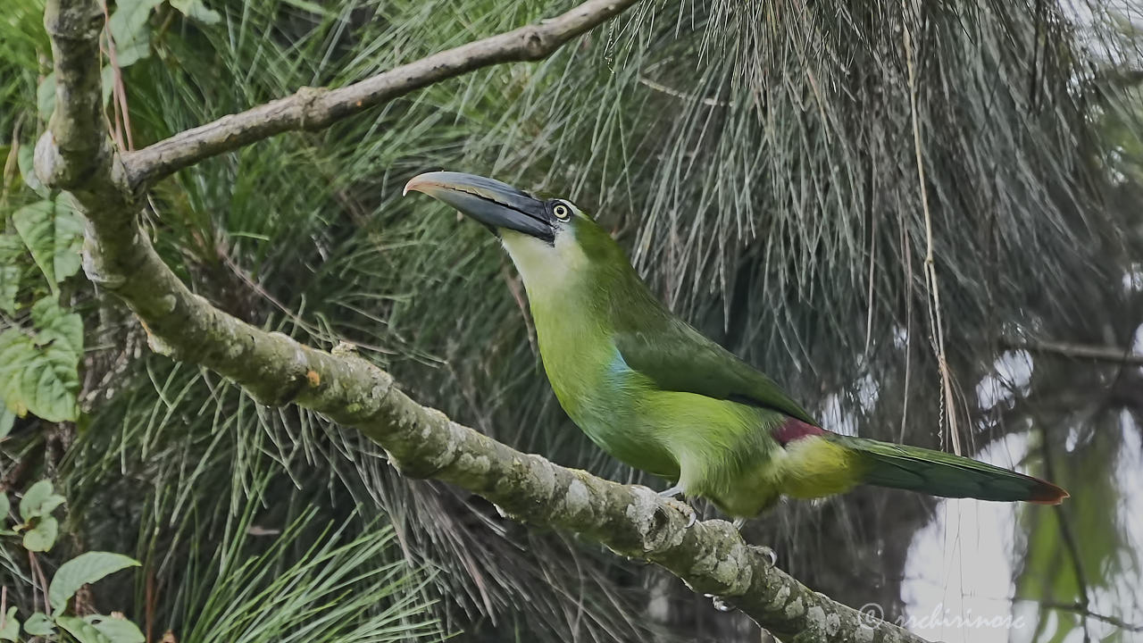 Blue-banded toucanet