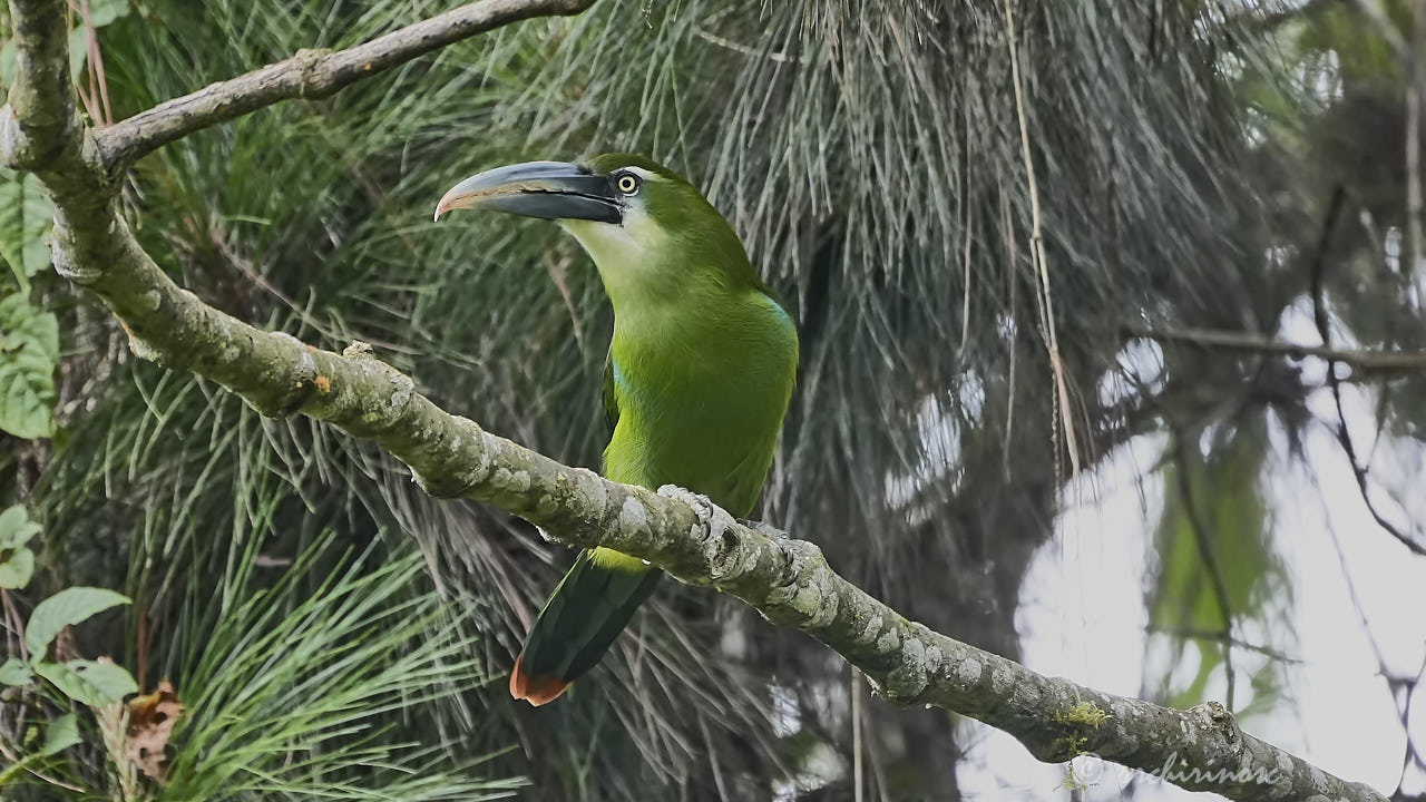 Blue-banded toucanet