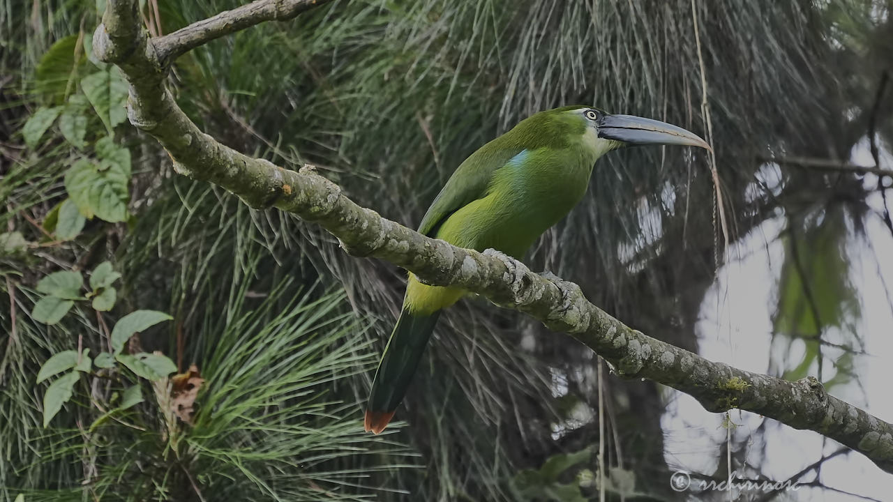 Blue-banded toucanet