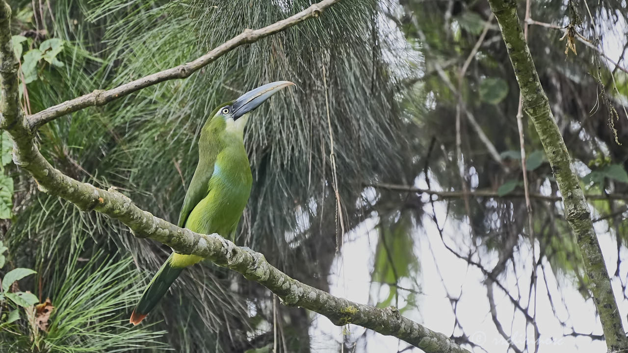 Blue-banded toucanet