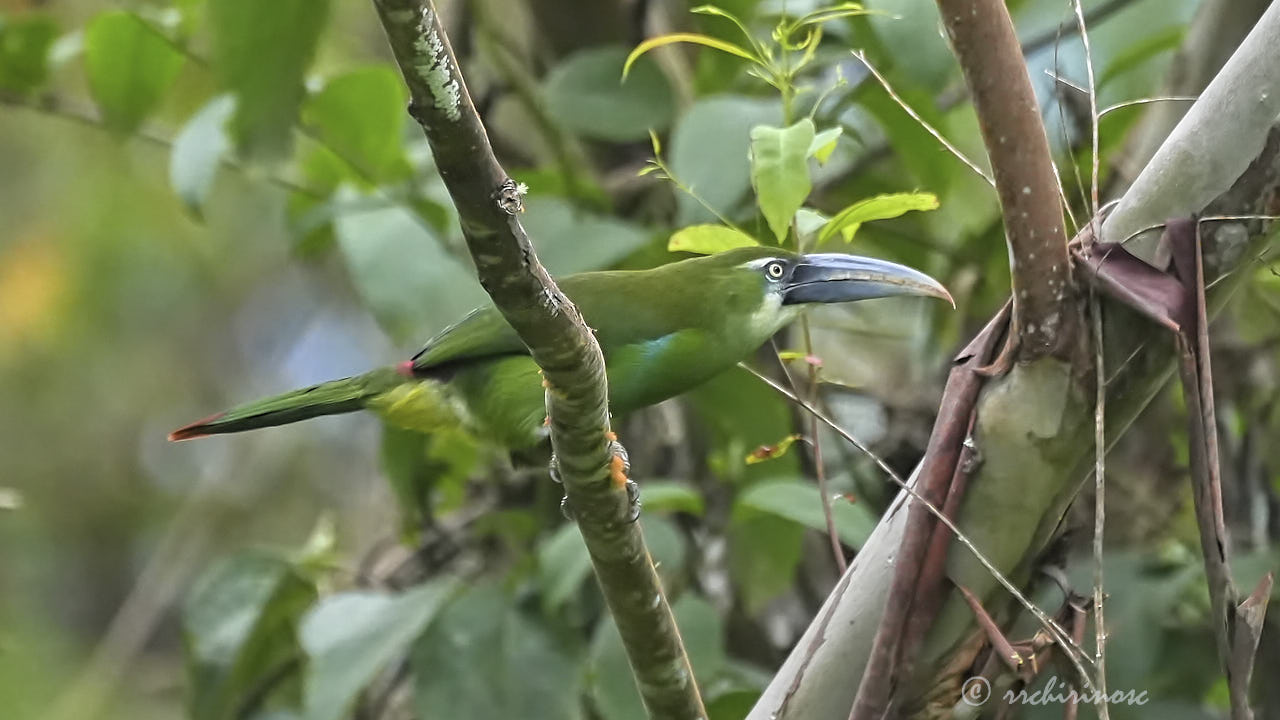 Blue-banded toucanet