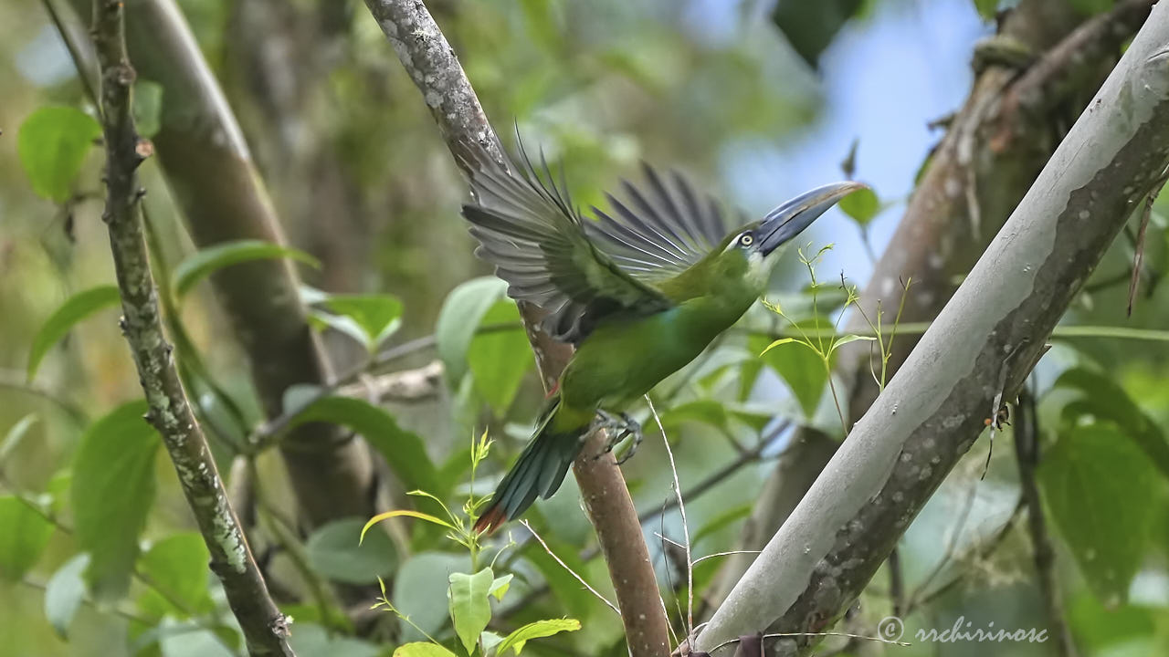 Blue-banded toucanet