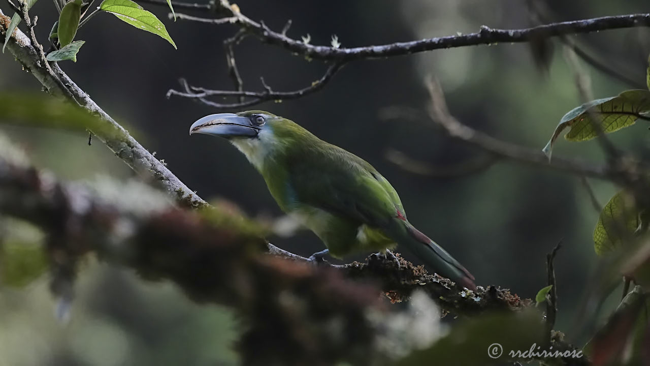 Blue-banded toucanet