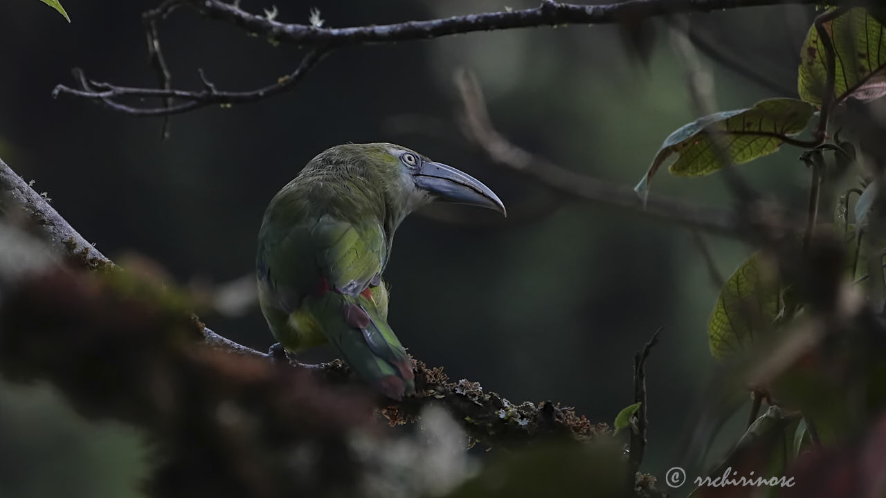 Blue-banded toucanet