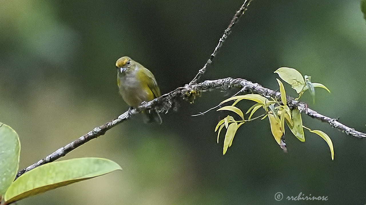 Orange-bellied euphonia