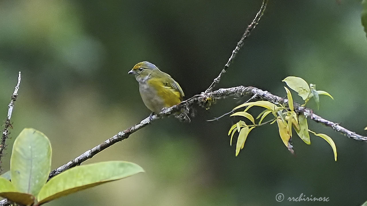 Orange-bellied euphonia