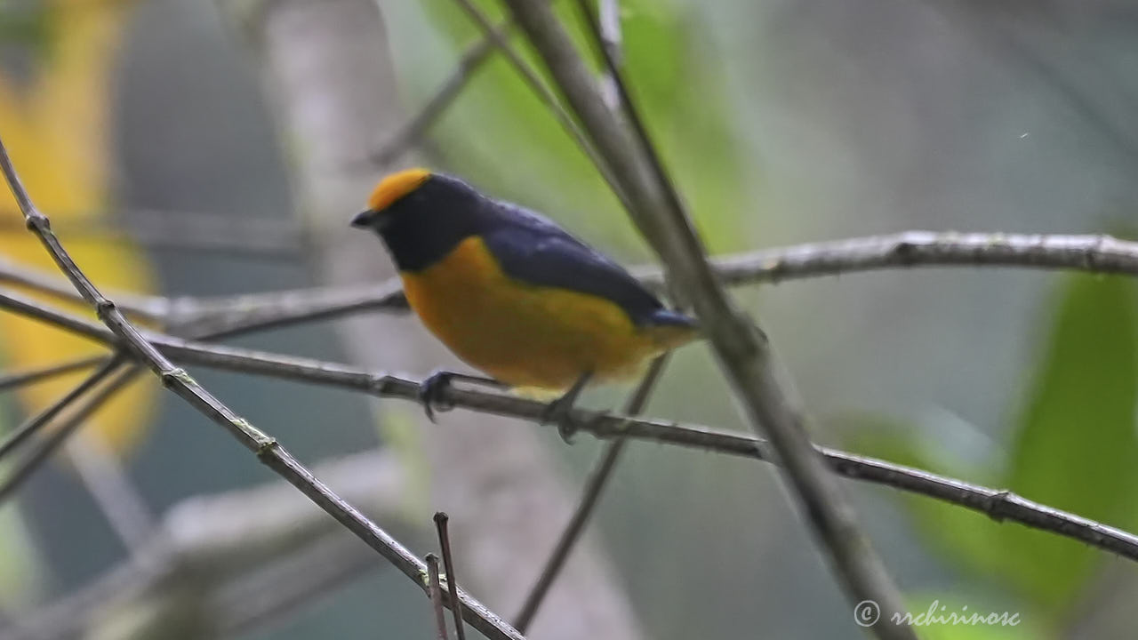 Orange-bellied euphonia